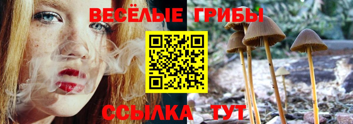 Псилоцибиновые грибы Psilocybe Новосибирск